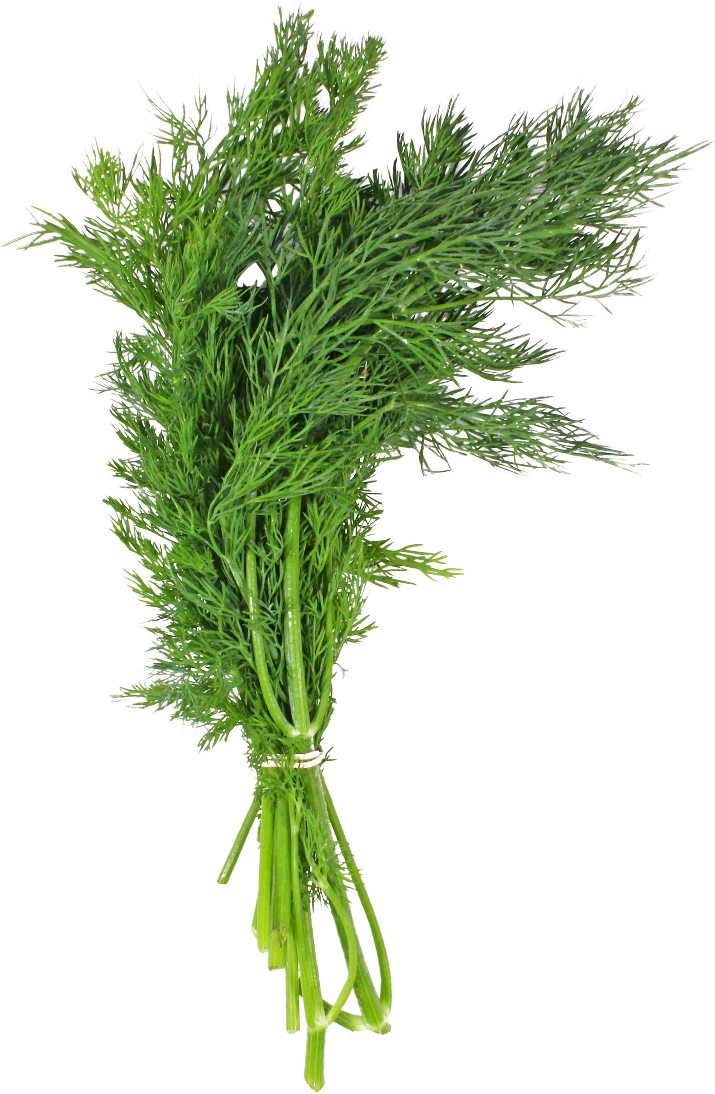 Fresh Dill (Bunch) π¨π¦