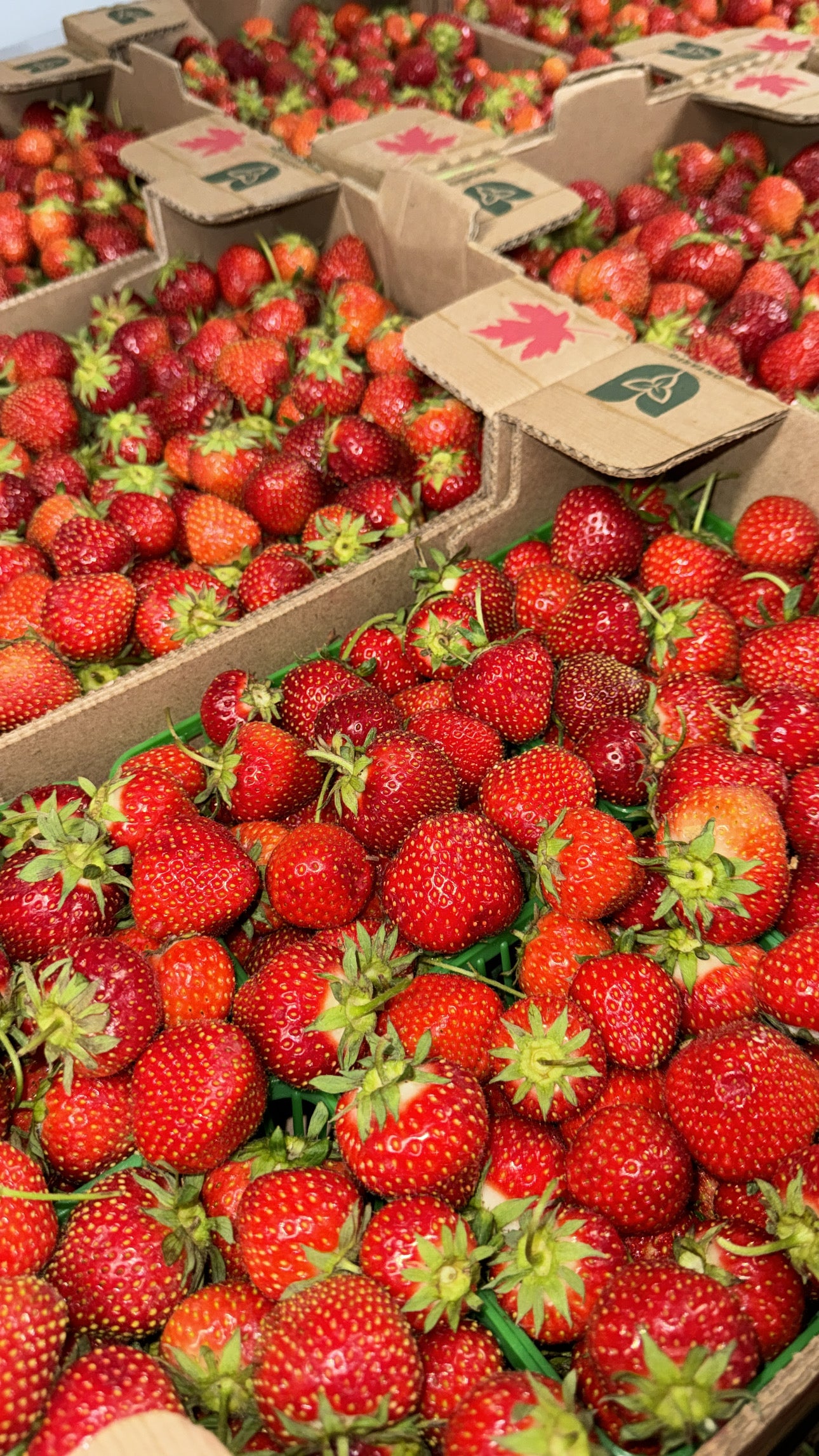 Ontario Sweet Field Strawberry Flats - Pickup Thursday, June 18th (Fergus). 10x1 🍓 BIG BOX