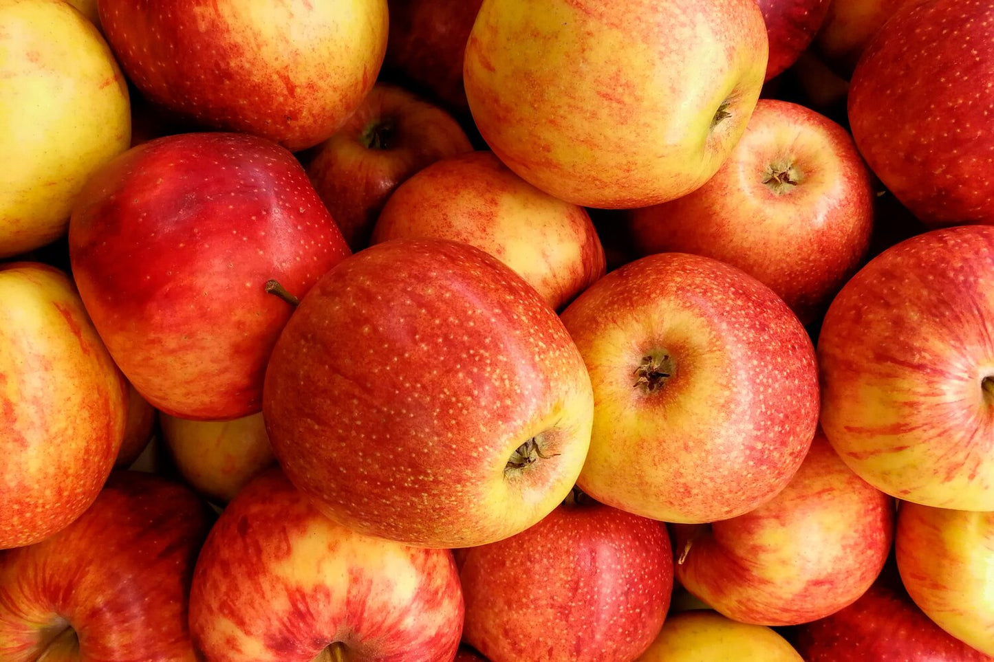 Gala Apples (6)