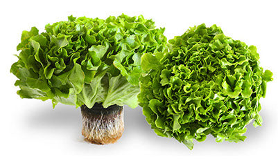 Green Leaf Lettuce π¨π¦