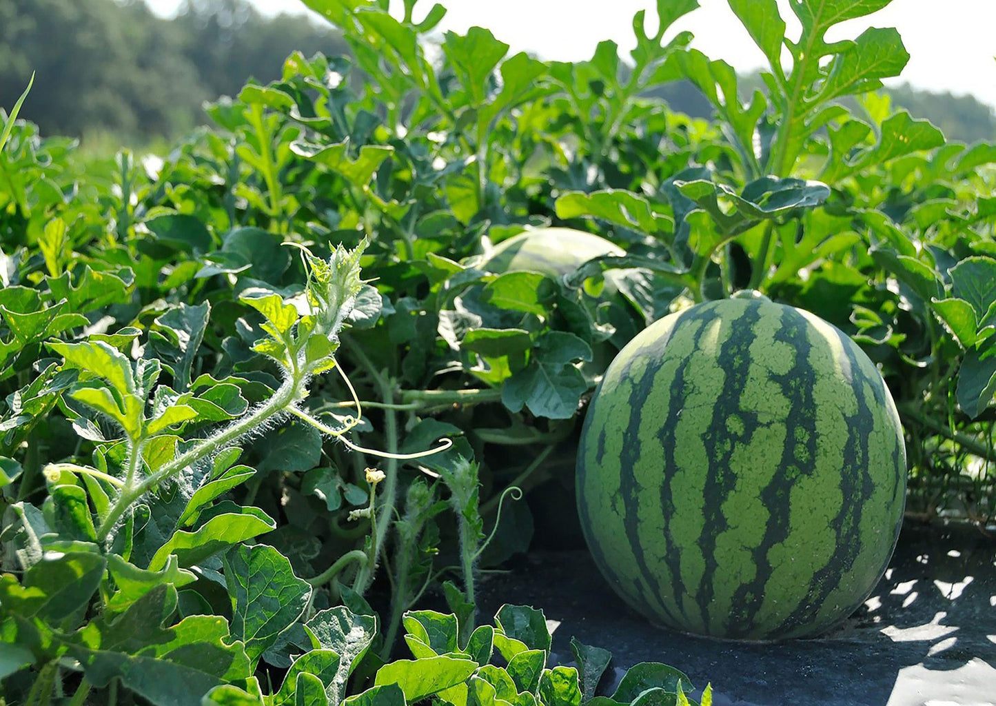 LOCAL Sugar Baby watermelon Large Size