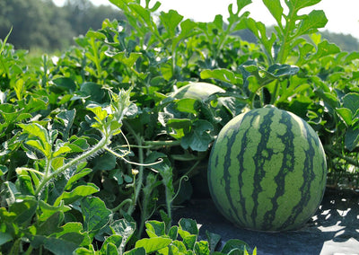 LOCAL Sugar Baby watermelon Large Size
