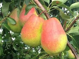 Niagara Pears (Local) (6)