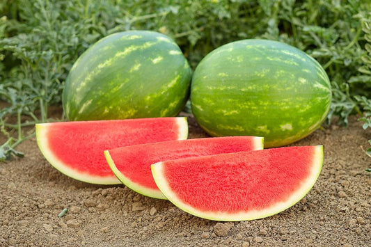 Large Super Sweet Seedless Watermelon