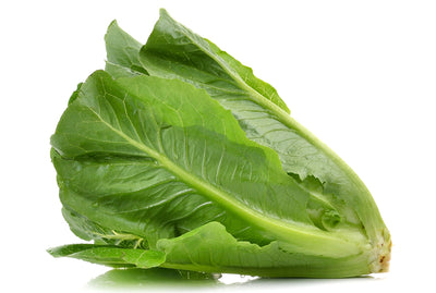 Romaine Lettuce