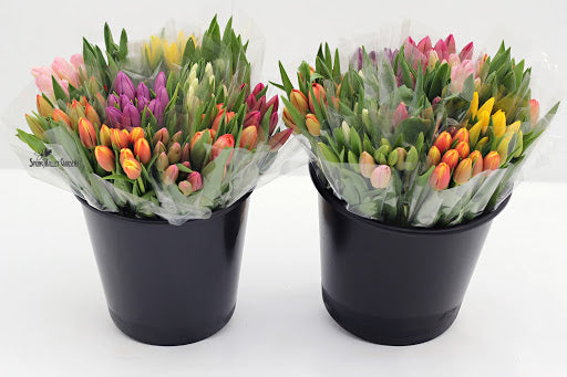 Fresh Cut Ontario Tulips (2 Bunches) Mothers day perfect gift.