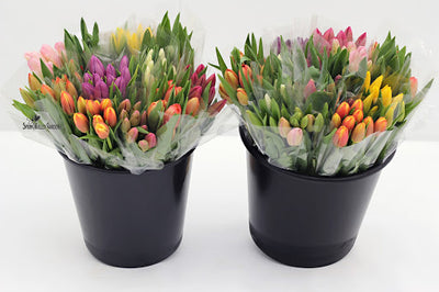 Fresh Cut Ontario Tulips (2 Bunches)