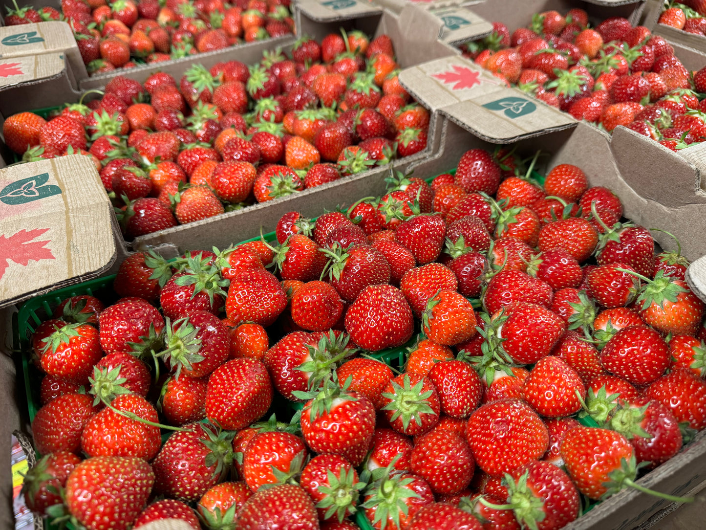 Ontario Sweet Field Strawberry Flats - Pickup Thursday, June 18th (Fergus). 10x1 🍓 BIG BOX