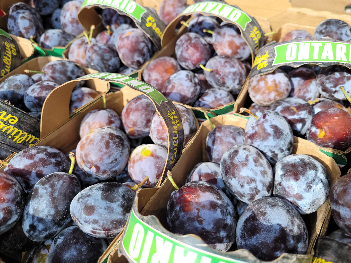 Niagara Purple Plums (quart)
