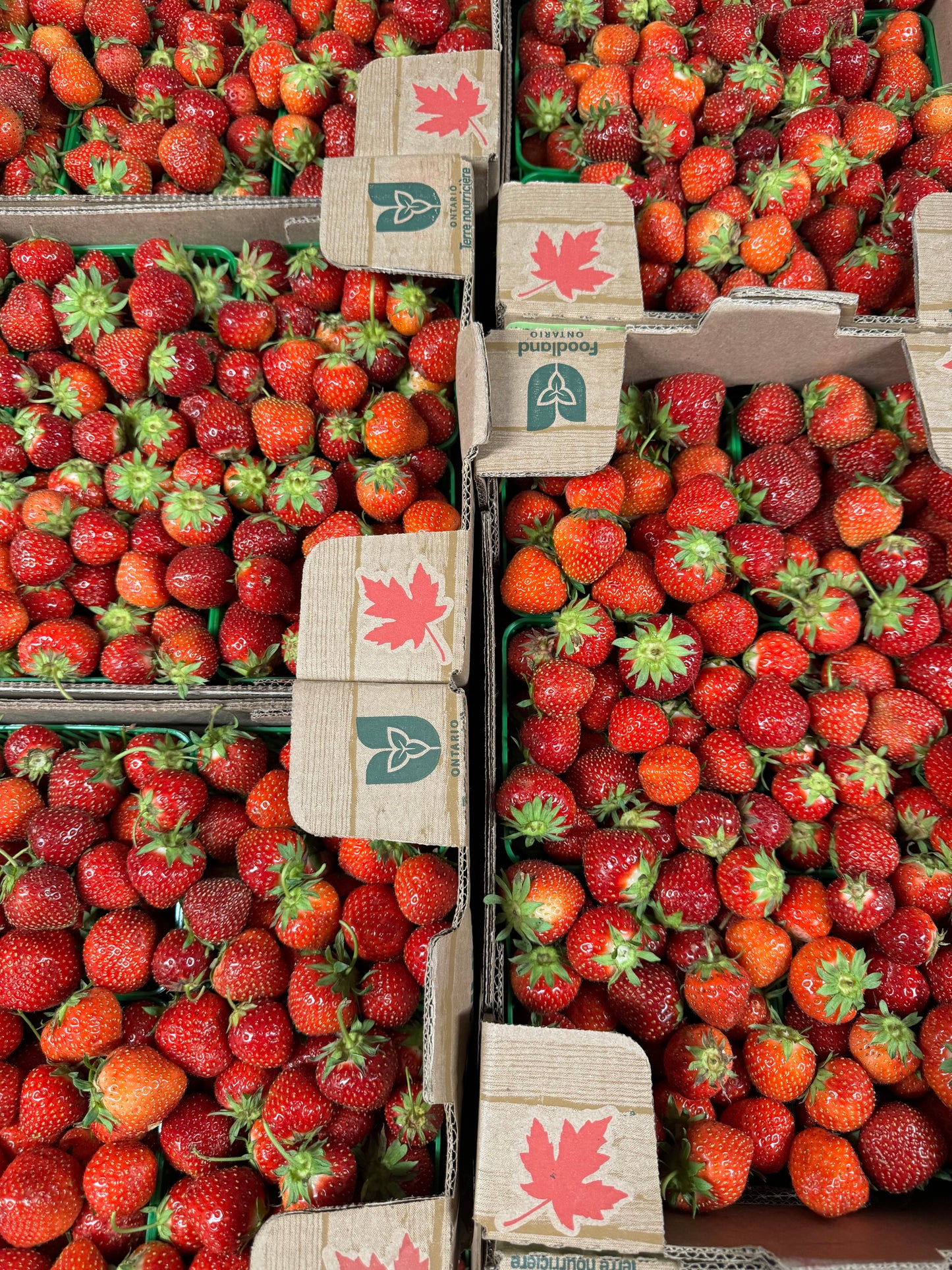Ontario Sweet Field Strawberry Flats - Pickup Thursday, June 18th (Fergus). 10x1 🍓 BIG BOX