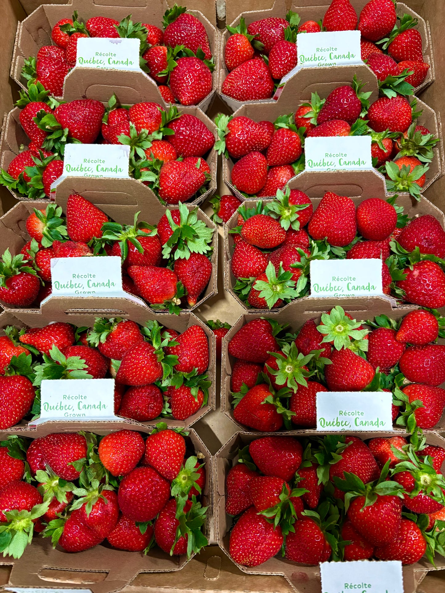 Canadian Sweet Field Strawberry Flats - Pickup Thursday, July 9th - 12th . 10x1 🍓 BIG BOX