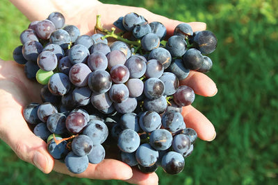 Niagara Concord Grapes (1.5L)