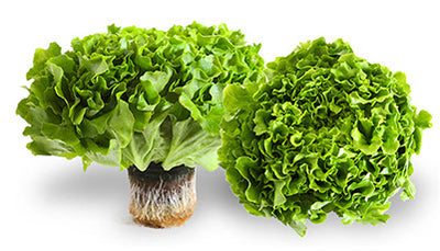 Green Leaf Lettuce