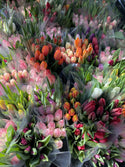 Tulips (2 Bunches)