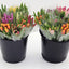 Fresh Cut Ontario Tulips (2 Bunches) Easter Very Limited.